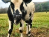 cow2