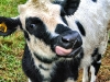 cow3