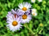 purpleflower