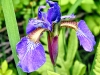 purplegreen