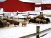 sheepbarn