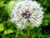 whiteflower